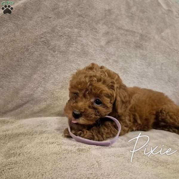 Pixie, Miniature Poodle Puppy
